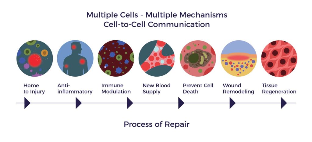 AMBROSE Cell Therapy Process of Repair