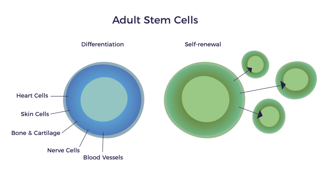 Adult Stem Cells