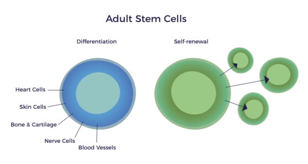 What Are Adult Stem Cells? | AMBROSE Cell Therapy